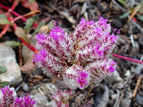 Flower Pussy Paws Ted S Outdoor World