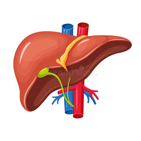 Hepatic Portal System Anatomy Of Human Liver And Blood Vessels Stock