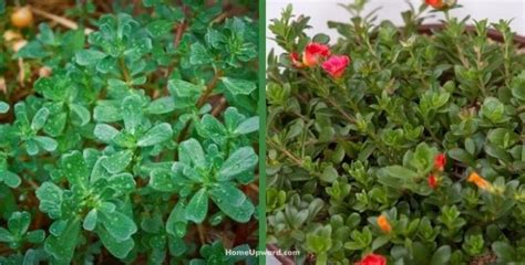 Purslane Vs Portulaca Plant Differences Explained