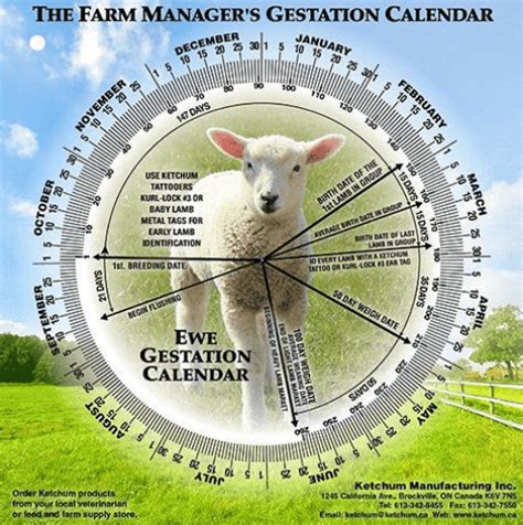 Gestation Calendar Saskatchewan Sheep Development Board