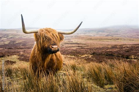 scottish highland cow in field. Highland cattle. Scotland Stock Photo | Adobe Stock