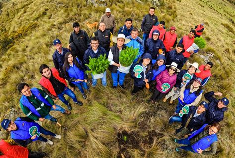 Ya vamos más de 400 mil árboles maderables y nativos plantados en