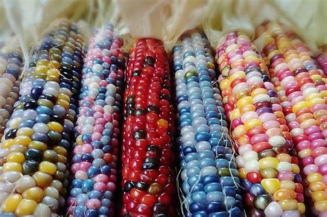 Rainbow corn : r/RainbowEverything