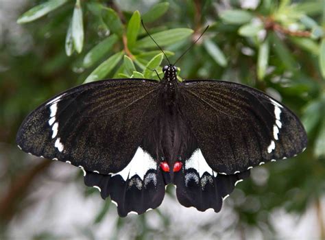 Orchard Swallowtail Lepidoptera Of The Sunshine Coast INaturalist