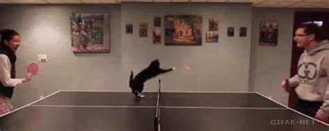 Playing Ping Pong With A Cat  On Imgur