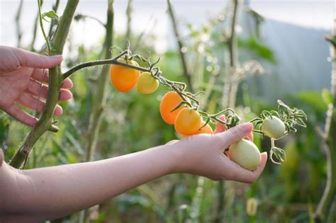 Tomates Que Crecen En Invernadero Foto Premium