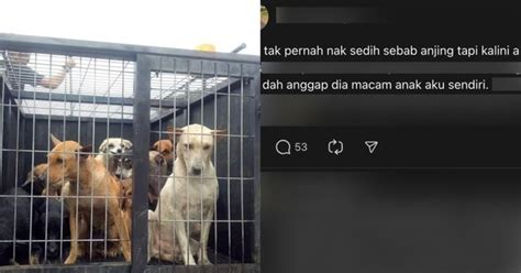 Anjing Peliharaan Kena Tangkap Majlis Perbandaran Hot FM