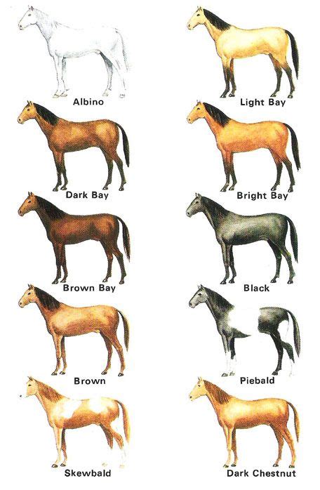 Horse Color And Markings Chart Pet Care Tips Advice And Information