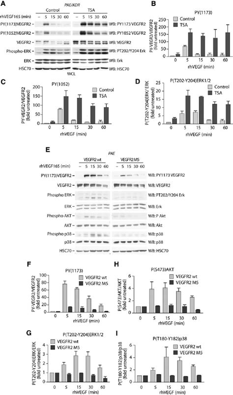 Acetylation Sustains VEGFR2 Activity Over Time A PAE KDR Cells