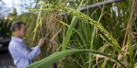 Weedy Rice Has Become Herbicide Resistant Through Rapid Evolution The Source Washington