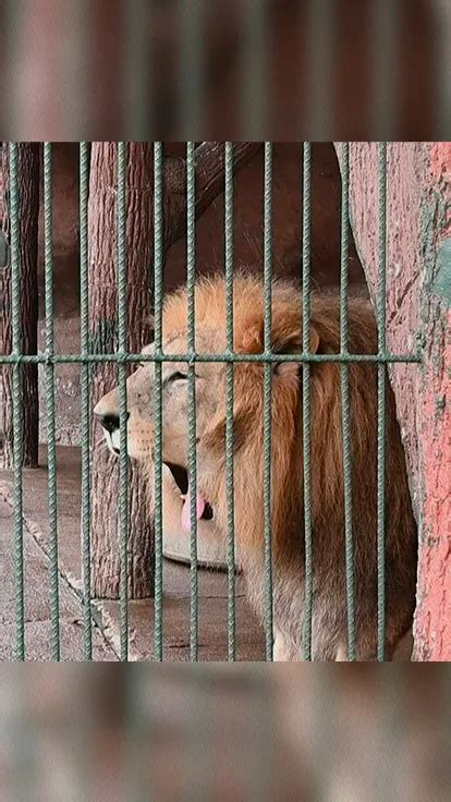 Hambruna y abandono en el antiguo zoológico de los narcos en Honduras