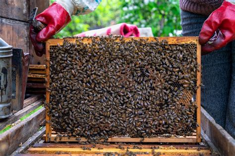 The Best Bee Frames For Beginning Beekeepers - Minneopa Orchards