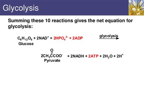 Ppt Bioenergetics And Metabolism Powerpoint Presentation Free Download Id2064670