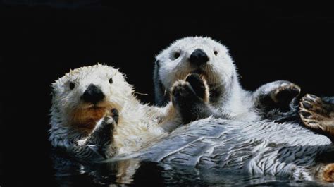 Sea Otters Holding Hands