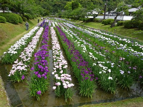 吉香公園 花菖蒲園｜花・紅葉・風景・絶景｜菖蒲・あやめ・カキツバタ｜西の国から