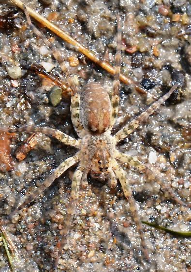 Wolf Spider Arctosa Littoralis Bugguide Net