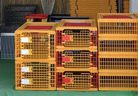 5 Best Chicken and Poultry Crates: The Complete Guide | Chickens And More