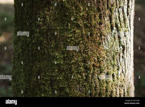 Tree Trunk Detail Texture As Natural Background Stock Photo Alamy