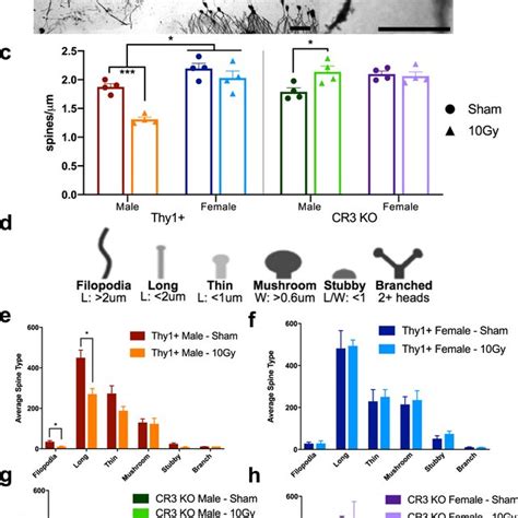 Quantification of dendritic spine density and morphology analysis. (a ... 