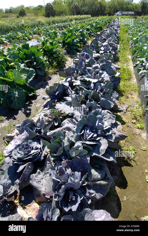 Cabbage Fresh Vegetable Produce And Fruit Truck Farming In Ruskin