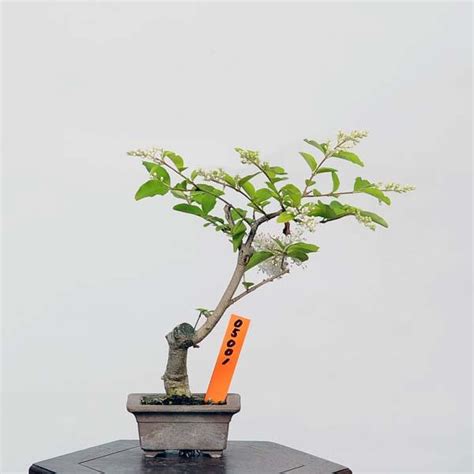 盆栽：木葉の随菜（コバノズイナ）現品こばのずいな Itea Virginica Bonsai ミニ盆栽 05001 24vo遊恵盆栽 Yahoo店 通販 Yahooショッピング