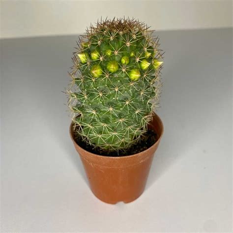 Mammillaria Spinosissima