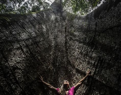 From Carbon Sink to Carbon Source: Forecasting the Amazon’s Future ... 