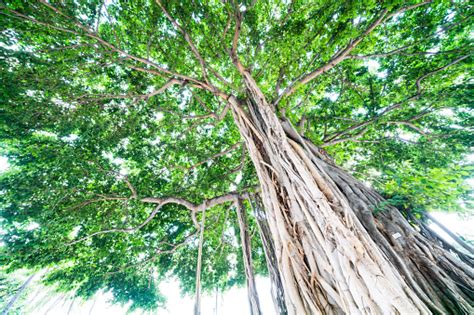 Banyan Tree Waikiki Beach Stock Photo - Download Image Now - Banyan ...