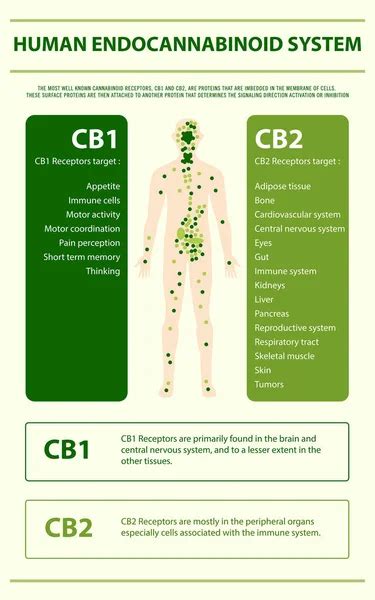 Infografía Vertical Del Sistema Cannabinoide Humano 2023