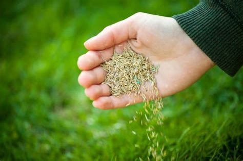 How Long Can Grass Seed Go Without Water Answered Conserve Energy