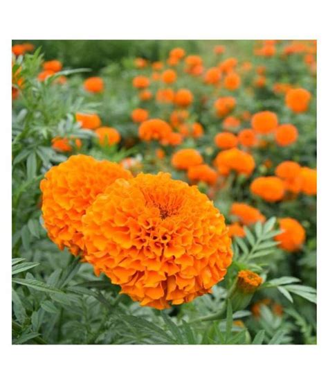 Marigold Orange Flowers Seeds - Pack of 50 Seeds: Buy Marigold Orange ...