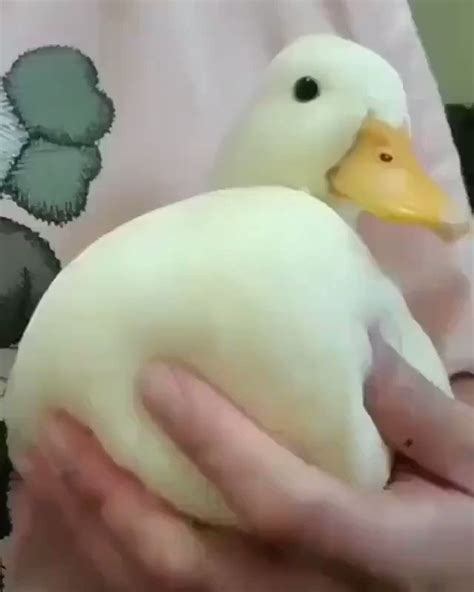 Lo Bardo De La Internet On Twitter Rt Shouldhaveaduck Fluff