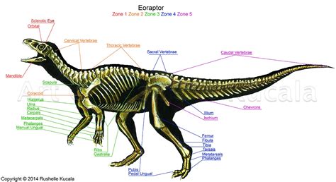 Eoraptor Skeleton Study by TheDragonofDoom on DeviantArt