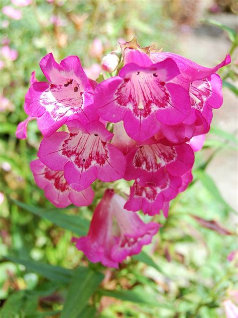 100 SENSATION MIX PENSTEMON Hartwegii Beardtongue Mixed Colors Two Tone