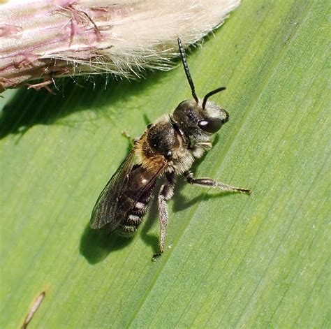 Lasioglossum Zonulum Male Whiteford Burrows The Gower Flickr