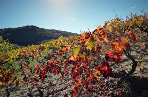 La Ruta Del Vino Sierra De Francia Promociona Sus Experiencias