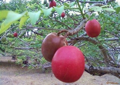 Jocotes, fruta típica de El Salvador. Nature Garden, Fruit Garden ...