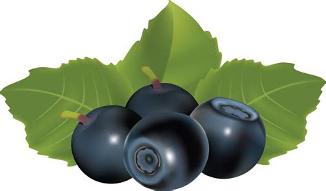 Blueberrys Drawing Png Image Purepng Free Transparent Cc Png Image