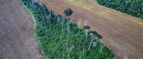 Human Activity Has Degraded More Than A Third Of The Remaining Amazon