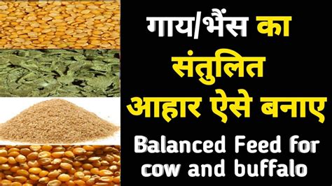 संतुलित पशु आहार कैसे बनाएbalanced Feed For Cow And Buffalocow