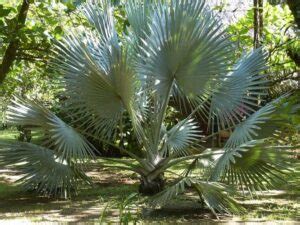 Identifica F Cilmente El Tipo De Palmera Que Tienes Con Consejos Expertos