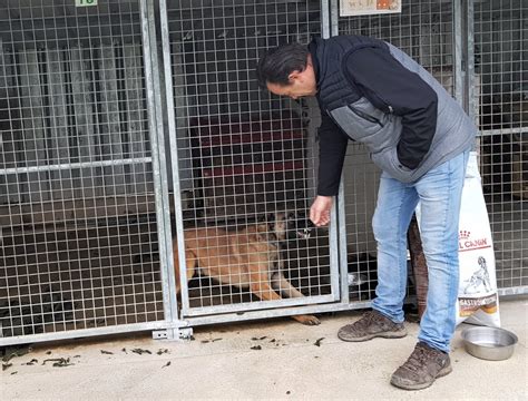 Toul Le Refuge Du Mordant Note Une Hausse De Chiens Caract Riels