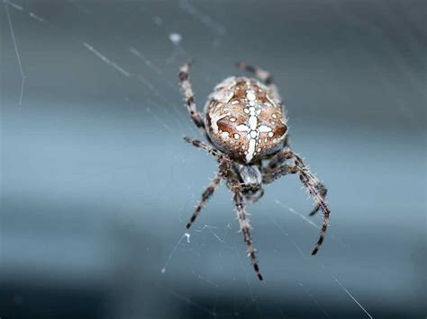 Pictures Of Spiders Discover The Fascinating World Of Arachnids