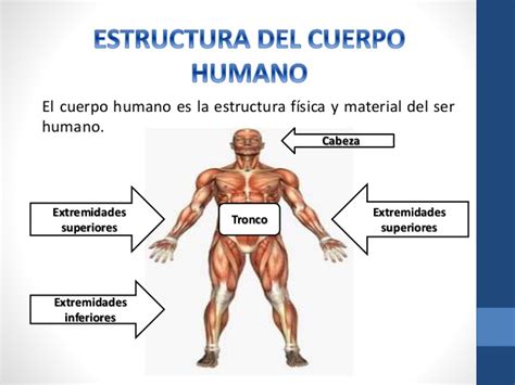 El Cuerpo Humano