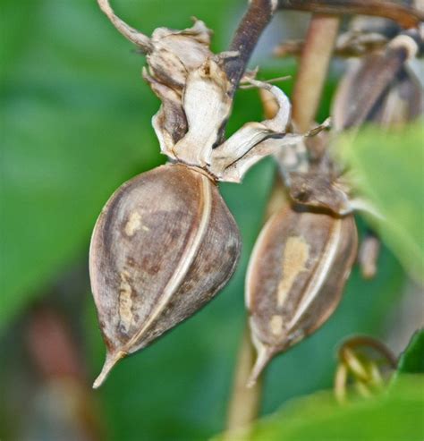 Drying Moonflower Seed Pods Seed Pods Moon Flower Seeds