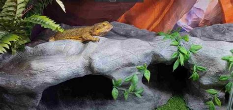 Best Basking Rocks For Bearded Dragons Top 3 Review