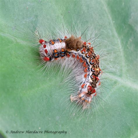 Banyan Tussock Moth Common Caterpillars Of Hong Kong Inaturalist