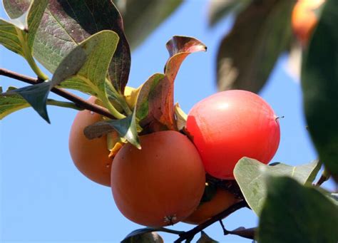 Pesco Come Coltivarlo E Farlo Fruttare Puoi Piantare