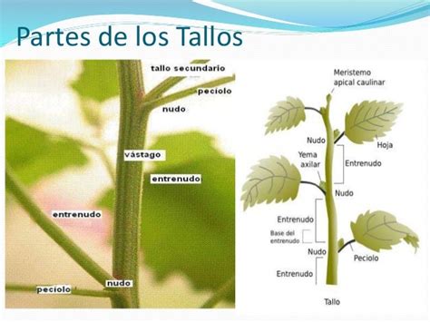 Presentacion Organos Vegetales