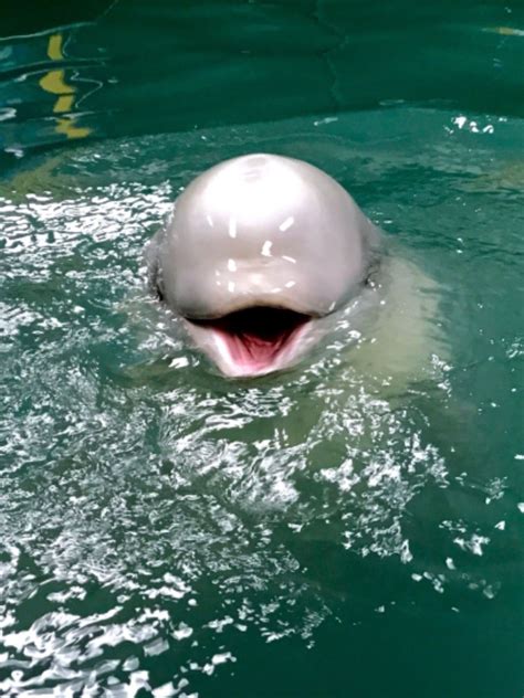 Watch this beluga whale play fetch with a football – Artofit